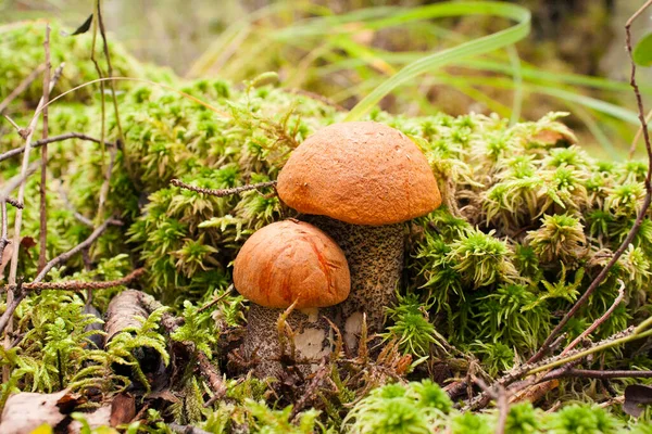 Ett Par Söta Ätbara Asp Svampar Med Orange Mössor Växer — Stockfoto