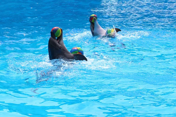 Los Delfines Juegan Con Pelota Los Animales Inteligentes Hacen Truco — Foto de Stock