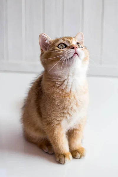 Um gatinho no fundo de madeira branco — Fotografia de Stock