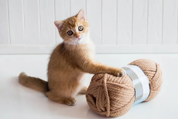 Un gatito con una madeja de hilo — Foto de Stock