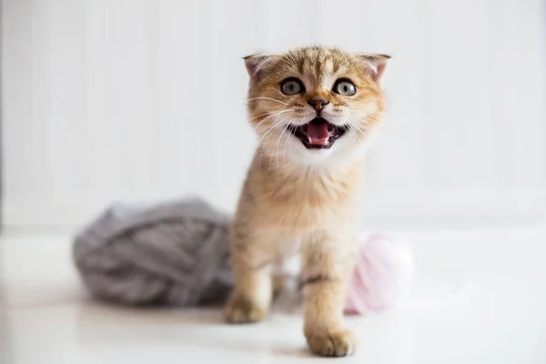 Een kitten met een streng draad — Stockfoto