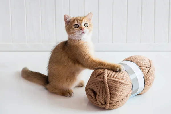 Un gatito con una madeja de hilo — Foto de Stock