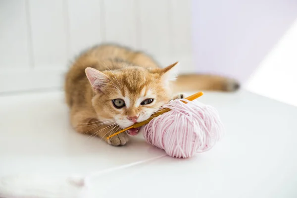 Een kitten met een haaknaald en een streng draad — Stockfoto