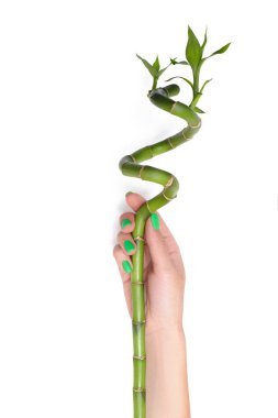 Güzel manikür ile kadın el bambu şube izole tutan