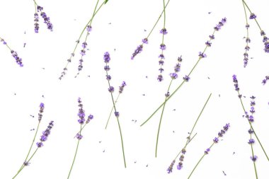 Beyaz arkaplanda lavanta deseni izole edildi