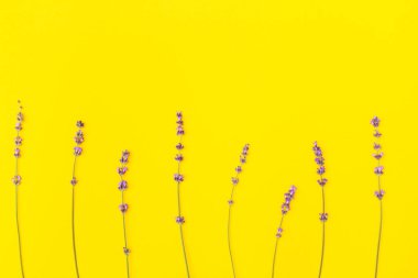 Sarı arka planda küçük lavanta çiçekleri