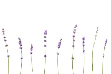 Beyaz arkaplanda küçük lavanta çiçekleri