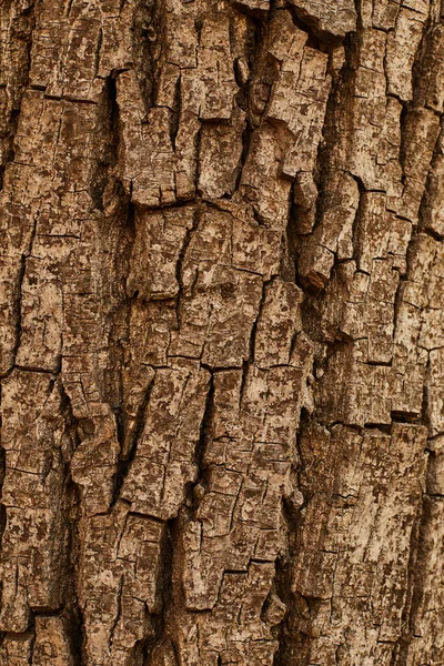 Close up of the texture of bark — Stock Photo, Image