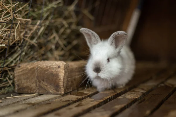 Coelhinho branco na gaiola na fazenda de animais — Fotografia de Stock