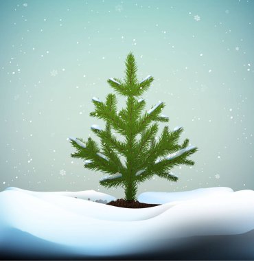 küçük Noel ağaçları veya hava kar kış aylarında toprak üzerinde büyüyen genç köknar ağacı,