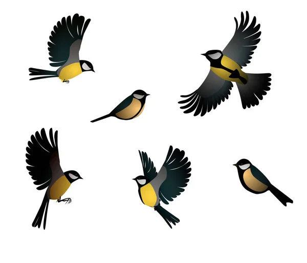 Set of titmouse isolated, — Stock Vector