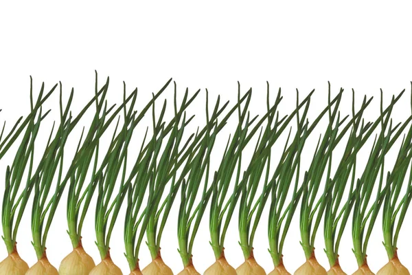 Row of green onions as isolated object. Vegetarian or diet food — Stock Photo, Image