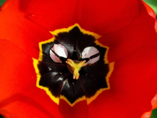 Open tulip flower head with pistils and stamens. Top view macro image. Closeup of floral background in red with yellow and black elements