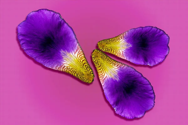 Kelopak Iris pada latar belakang berwarna. Ungu dan ungu bunga clos — Stok Foto