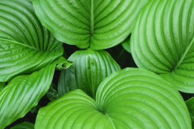 King of Heart yeşil bitki arka plan bırakır. Büyük tropikal egzotik