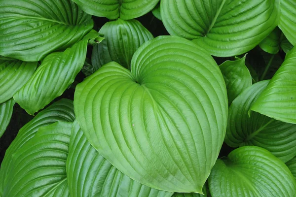 Rey del Corazón deja fondo de planta verde. Grandes exóticos tropicales — Foto de Stock