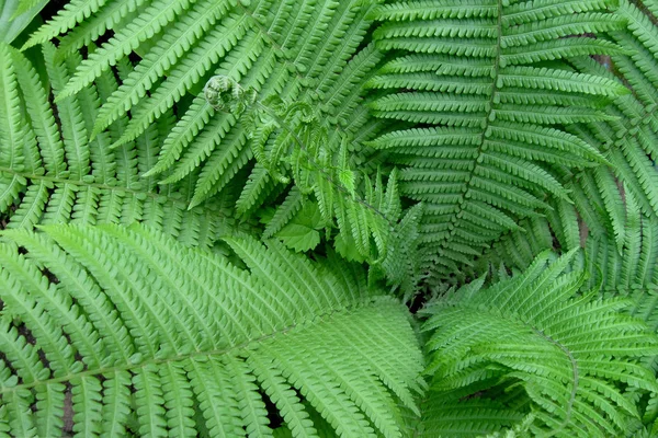 Gröna blad av ormbunksväxter som natur bakgrund. Vilt eller trädgård — Stockfoto