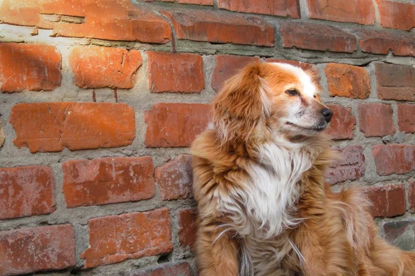 Hund som sitter nära tegelvägg. Närbild av en mix ras röd hund — Stockfoto