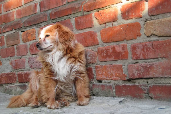 Hund som sitter nära tegelvägg. Närbild av en mix ras röd hund — Stockfoto