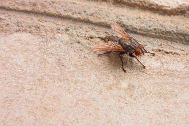 Böcek kontrolü konsept görüntüsü. Bir poten olarak sinek haşere Closeup