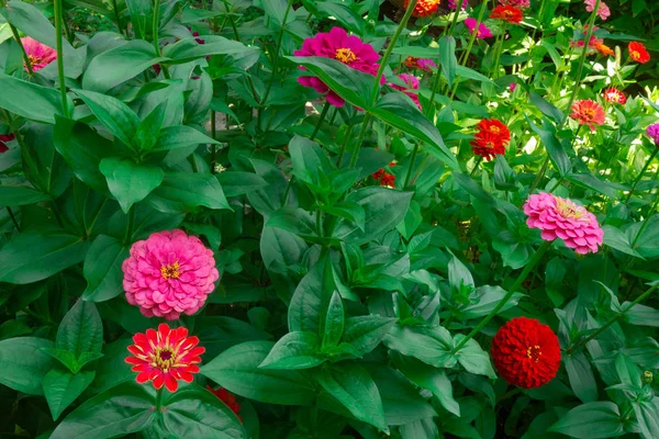 Flowers garden background. Red, orange and pink petals with green leaves and stalks. Summer or spring blossom natural backdrop