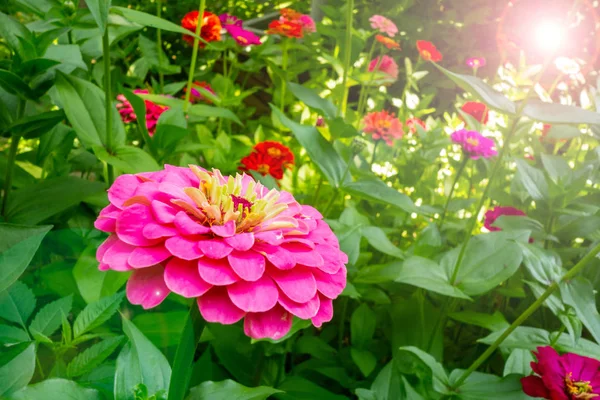 Flowers garden background. Red, orange and pink petals with green leaves and stalks. Summer or spring blossom natural backdrop