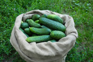 Yeşil çim arka planda çuval salatalık. Yaz hasat çekim kavramı görüntü. Organik diyet gıda