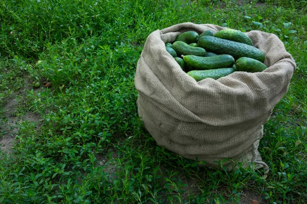 Yeşil çim arka planda çuval salatalık. Yaz hasat çekim kavramı görüntü. Organik diyet gıda