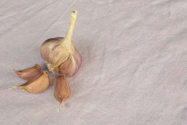 Garlic bulb with few separated cloves on textured fabric background with copy space. Concept of organic dieting food and healthy lifestyle. Closeup of seasoned harvest of natural vegetables