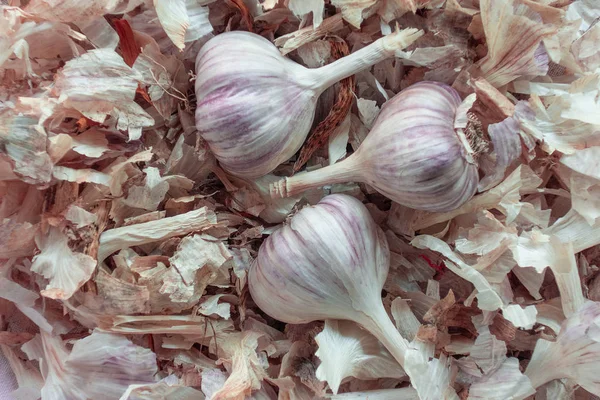Few garlic bulbs on peeling pile. Close-up image of summer or autumn harvest. Concept of organic dieting food or healthy nutrition. Natural background of agricultural and medical content