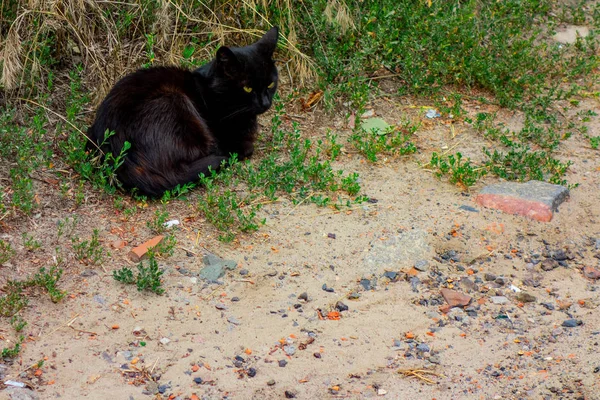 Siyah kedi bir yol yakınında yeşil çimenler bir zemin üzerinde oturuyor. Dom — Stok fotoğraf