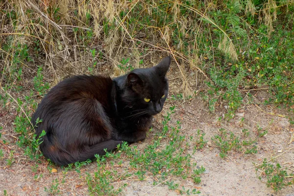 Fekete Macska Földön Zöld Közelében Közúti Házi Háziállat Vagy Hajléktalan — Stock Fotó