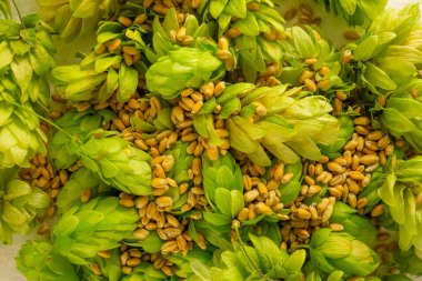 Hop konileri ve arpa taneleri yakın görüntü kazık. Bira kavramı
