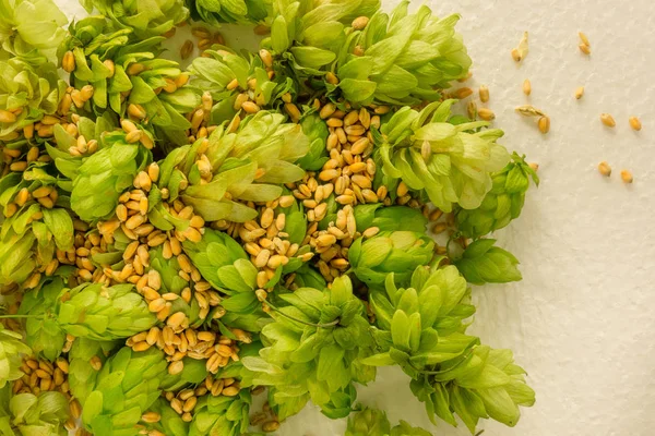Hop cones and barley grains pile close up image. Concept of beer