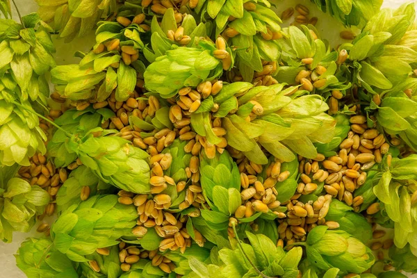 Hop konileri ve arpa taneleri yakın görüntü kazık. Bira kavramı