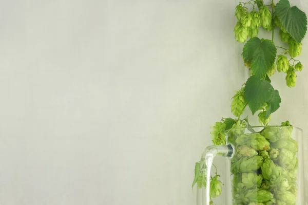 Bierglasbecher gefüllt mit grünen Hopfenzapfen und Binden — Stockfoto