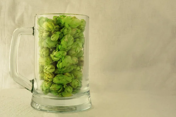 Пивная кружка с зелеными конусами хмеля. Концепция процесса пивоварения — стоковое фото