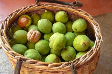 Sepette ceviz. Yeşil kabukları fındık dokuma wicke toplanır