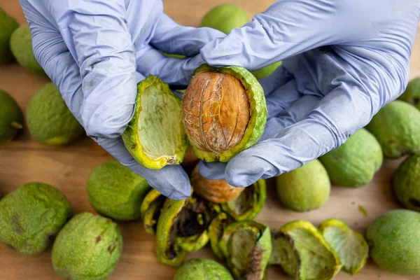 Ceviz soyma. Eldiven eller yeşil bir kabuk soyma veya kapak o