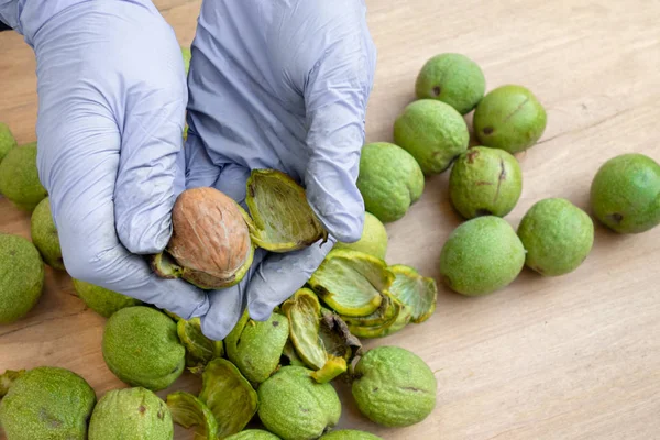 Peeling of walnuts. Hands in gloves peel a green rind or cover o