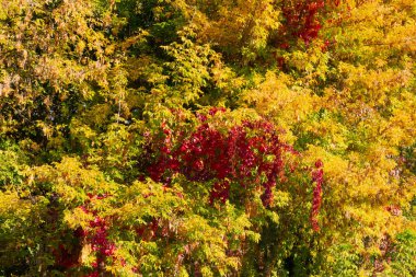 Ağaç dallarında kırmızı, sarı ve yeşil yapraklar. Sonbahar mevsimlik s