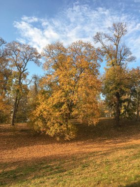 Mavi arka planda sarı ve kırmızı yapraklı sonbahar ağaçları. 