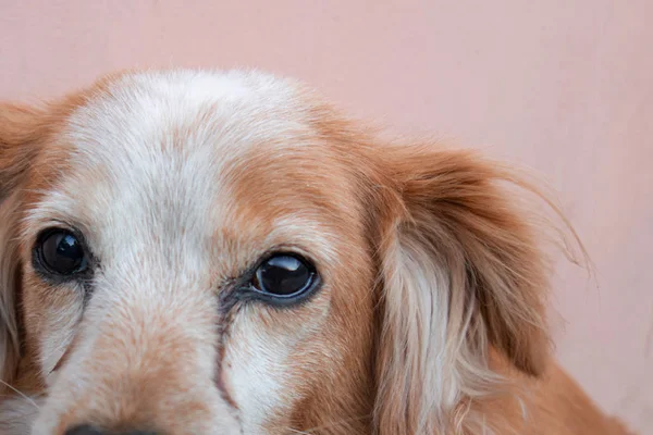 Röd hund sitter nära en vägg. Närbild av en mix ras valp hund — Stockfoto