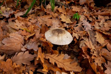Sonbahar ormanında mantar. Büyük kahverengi mantar grubu surro.