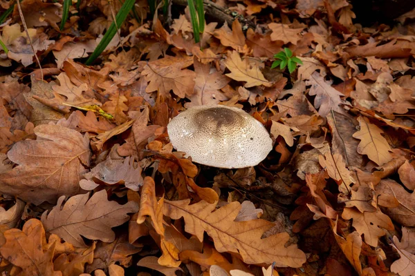 Sonbahar ormanında mantar. Büyük kahverengi mantar grubu surro.