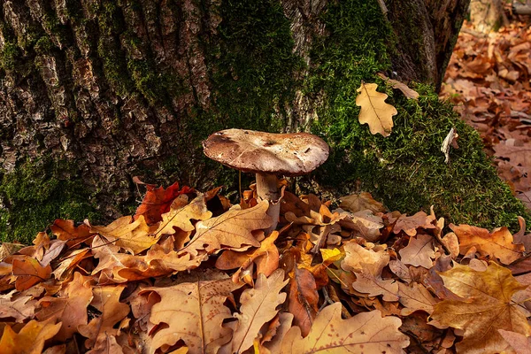 Gomba az őszi erdőben, moha borította fatörzs közelében. Nagy. — Stock Fotó