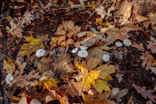 Группа маленьких белых грибов окружена падшим желтым и — стоковое фото