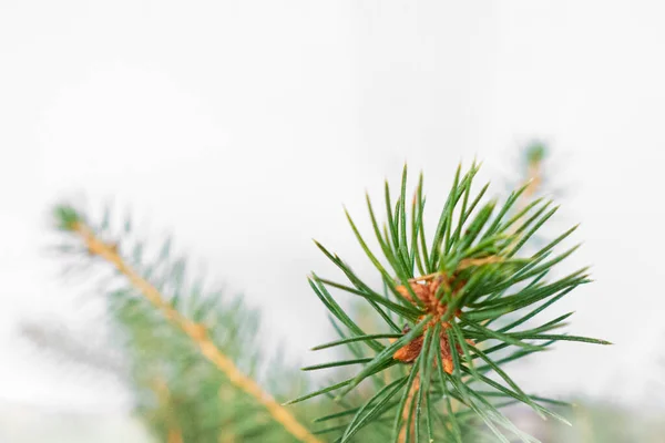 Fir Branch Soft Focus Closeup Isolated White Background Christmas Tree — Stock Photo, Image