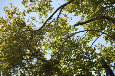 Bir güzellik mavi günde şehir Campos do Jordao, takım, tipik ağaç