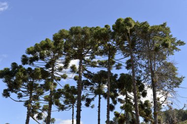 Campos şehrin tipik ağaç yapmak Jordao Sao Paulo devlet, araucaria, bir güzellik mavi günde